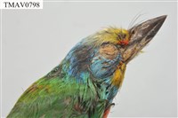 五色鳥藏品圖，第8張